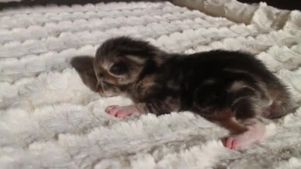 Black Striped Newborn Bengal Kitten Blanket — Stock video