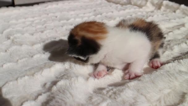 White Orange Black Newborn Calico Kitten Een Deken — Stockvideo