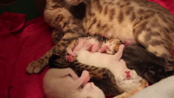 Mother Bengal Cat Sleeping Kittens — Stockvideo