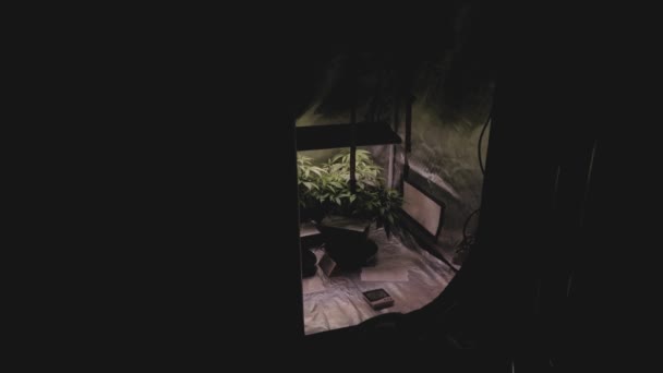 Two Marijuana Cannabis Hemp Plants Growing Reflective Indoor Grow Tent — Stockvideo
