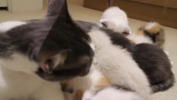 Calico Kedi Yavru Yavruları Emziriyor — Stok video