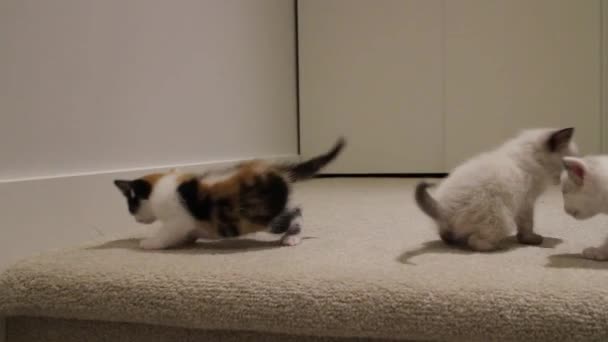 Calico Kittens Playing Carpet — стоковое видео