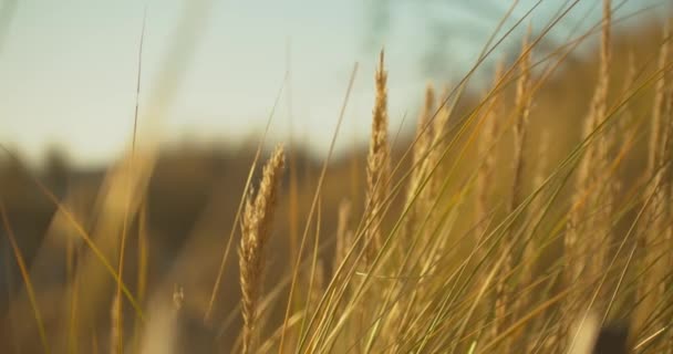 Extremo Close Beachgrass Com Fundo Embaçado Sol Tarde Panning Shot — Vídeo de Stock