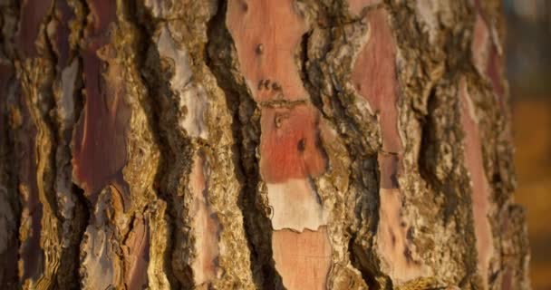 用裂缝把粗糙的树皮关上 向上倾斜 — 图库视频影像