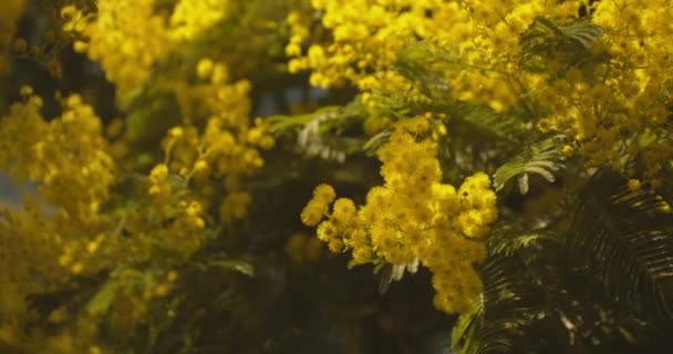 Mimosa Scabrella Její Zlaté Květy Zavřít Orbita — Stock video