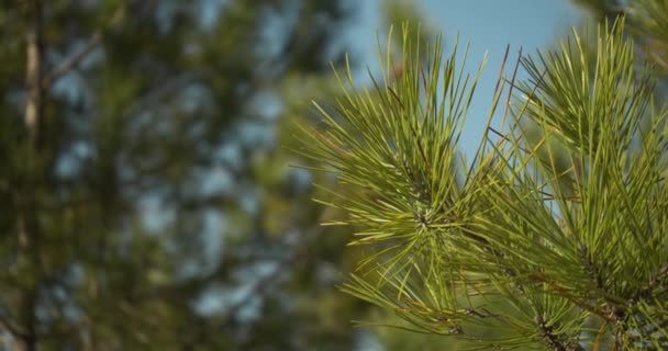 Cluster Pine Tree Needles Forest Close — Vídeo de Stock