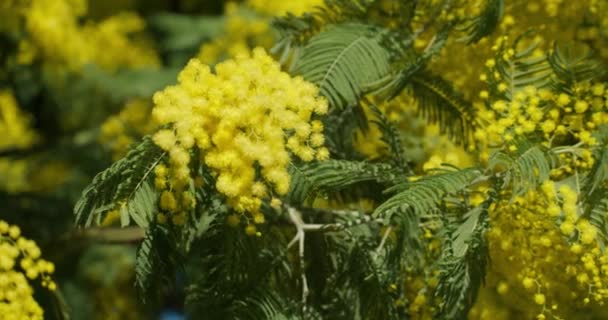 Mimosa Scabrella Strom Hromadou Žlutých Květin Zavřít — Stock video