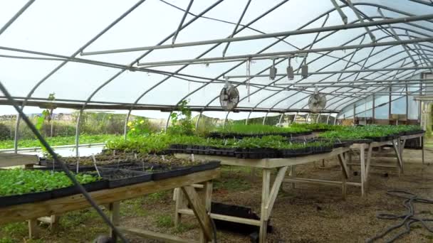 Shaded Area Houses Sprouting Vegetable Plants — Vídeos de Stock