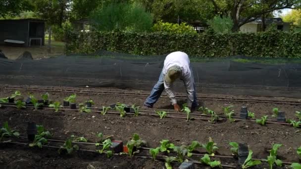 Fazendeiro Coloca Plantas Jardim — Vídeo de Stock