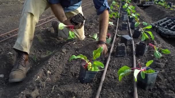 Agricultor Planta Novas Plantas Jardim — Vídeo de Stock