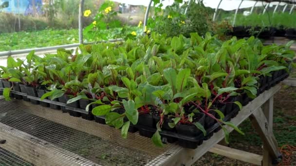 Pequenas Plantas Vegetais São Plantadas Pequenos Recipientes — Vídeo de Stock