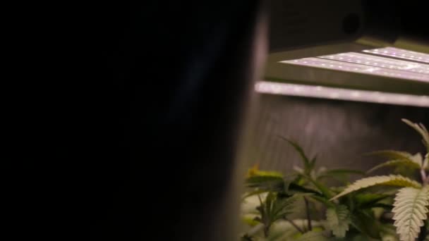 Marijuana Cannabis Hemp Plants Growing Multicolor Led Lights Reflective Indoor — стоковое видео