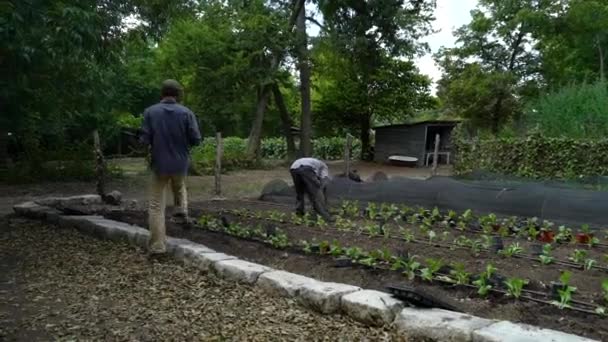 Bauern Pflegen Einen Garten — Stockvideo