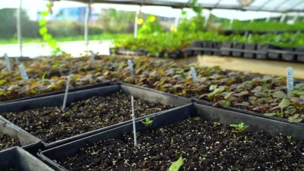 Plantes Végétales Commencent Germer Dans Les Planteurs — Video