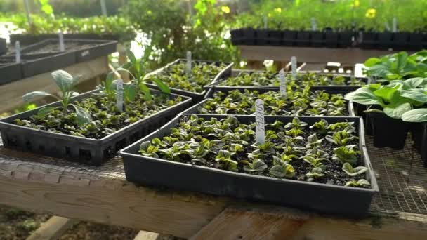 Les Plants Germination Sont Dans Une Jardinière — Video