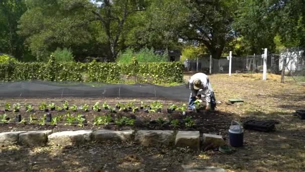 Agricultor Visto Plantando Plantas Vegetales Jardín — Vídeos de Stock