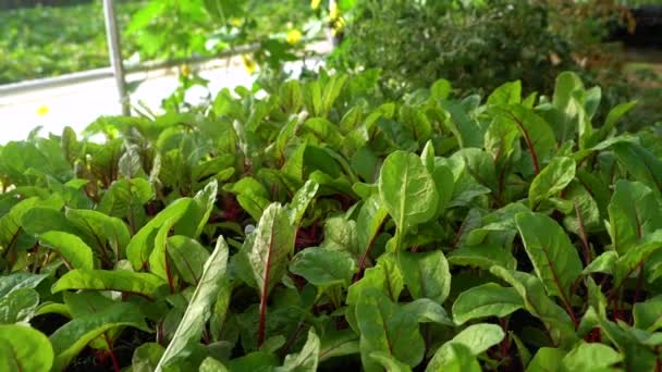 Growing Vegetable Plants Sit Greenhouse — ストック動画