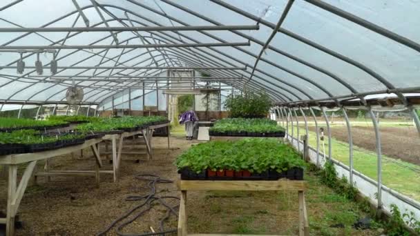 Different Vegetable Plants Grow Greenhouse — Vídeos de Stock