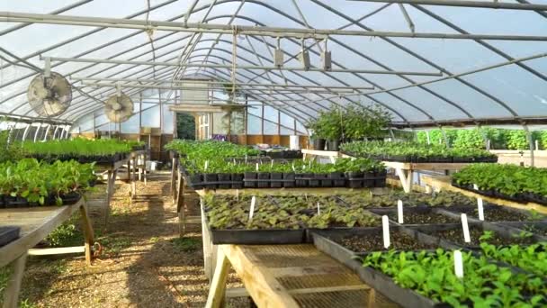 Rows Vegetable Plants Sit Tables — Stok video