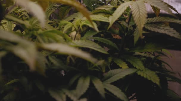 Dense Foliage Leaves Cannabis Marijuana Hemp Medical Indoor Grow Reflective — Vídeo de Stock