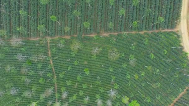 ハウツコ ベラクルスのコーヒー収穫の無人機と壮大な空中ビュー — ストック動画