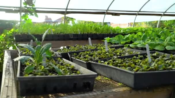 野菜の植物が芽吹き始める — ストック動画