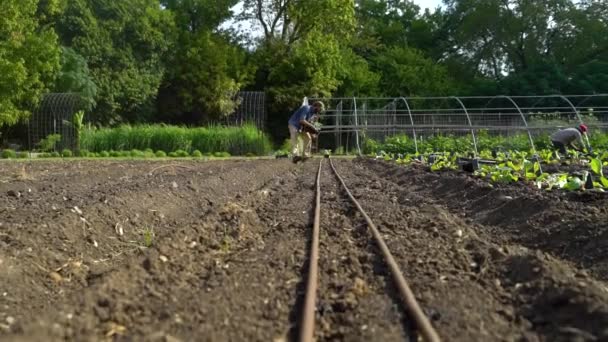 Agricultores São Vistos Plantando Jardim — Vídeo de Stock