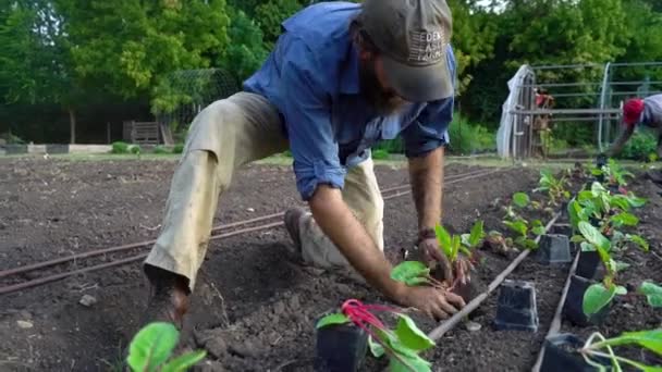 Agriculteur Plante Plusieurs Plantes Légumes Affilée — Video