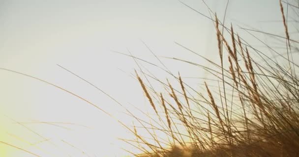 Beach Grass Sand Dunes Sunset Cinematic — Stock video