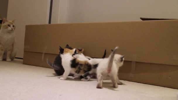 Calico Kittens Playing Box — Vídeo de Stock