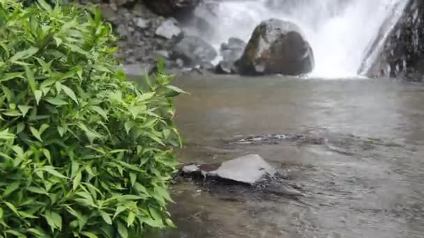 岩や野生植物を流れる川の水です せせらぎの音で自然をリラックスさせます ゴミや下水処理場のないきれいな川 — ストック動画