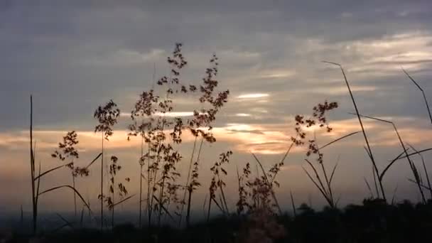 Sylwetka Chwastów Szczycie Wzgórza Tłem Wschodu Lub Zachodu Słońca Nagranie — Wideo stockowe