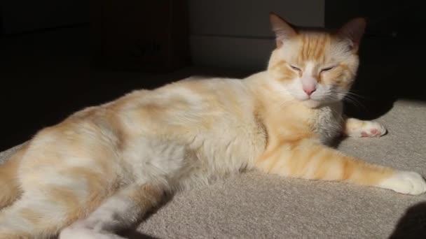 Flammenpunkt Siamesische Bengalkatze Liegt Der Sonne — Stockvideo
