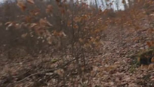 Point Vue Montée Pied Dans Une Forêt Froid Début Printemps — Video