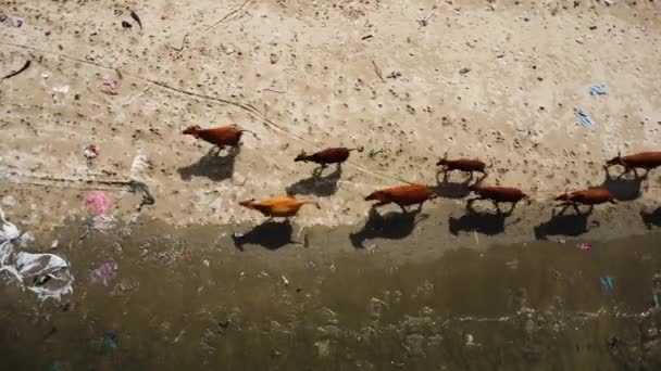 herd of cows aerial top down polluted beach with trash garbage plastic waste, ocean pollution wildlife Mother Earth contamination