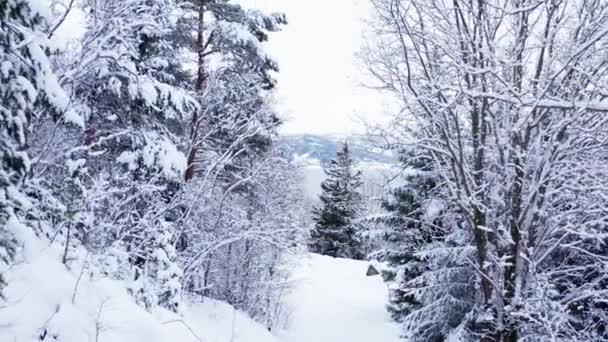 Snow Blanket Trees Winter Mountains Zoom Out — Stok video