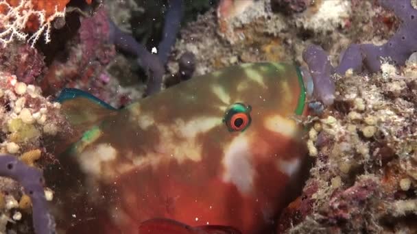 Papageienfische Schlafen Nachts Schleimblase Korallenriff — Stockvideo