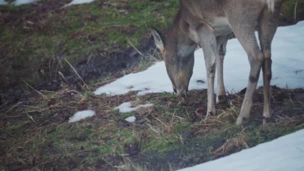 Young Caribou Feeds Snow Grass Ground Winter Close — Stockvideo