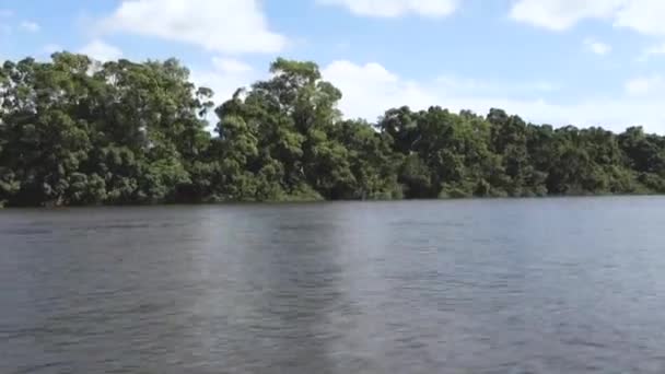Los Exuberantes Árboles Verdes Selva Amazónica Junto Río Brasil Tiro — Vídeos de Stock