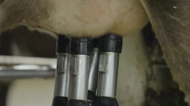 Close Macro Shot Cow Udders Being Milked Robot — ストック動画