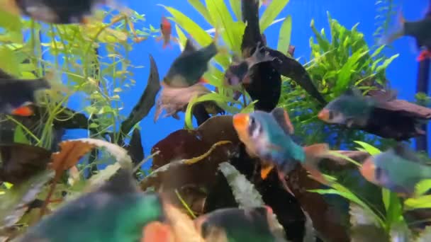 Gros Plan Poissons Tropicaux Nageant Dans Eau Propre Aquarium Plan — Video