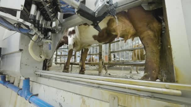 Wymienia Krowy Myte Dojone Przez Maszynę Mechaniczną Technologia Rolnictwa Przemysłowego — Wideo stockowe