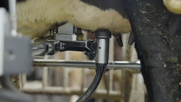 Mamelle Vache Étant Trayée Par Une Machine Robotique Nouvelles Technologies — Video