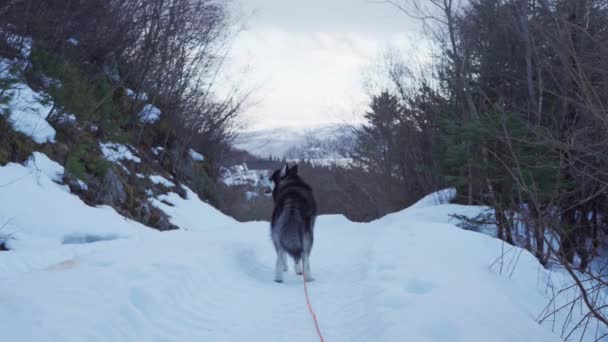 Alaskan Malamute Snow Forest Overcast Sky Vikan Indre Fosen Norway — Video Stock