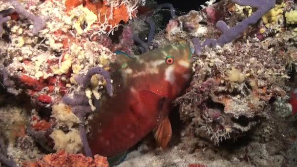 Papegojfisk Stor Sovande Bubbla Gjord Eget Slem Korallrev Natten — Stockvideo