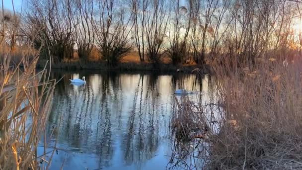 Cisnes Agua Atardecer Reserva Bucarest Rumania — Vídeos de Stock