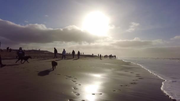 リラックスした人々と犬シルエットサンディ カトウィク アーン ビーチを歩く オーシャン ショア — ストック動画