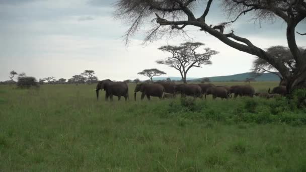 Family African Elephants Loxodonta Africana Walking Grasslands Serengeti Tanzania — стоковое видео