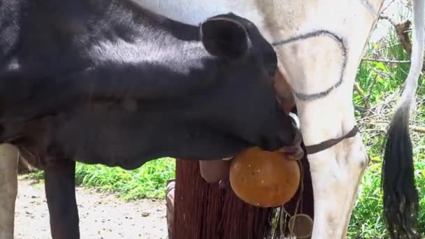 Datoga Vrouw Hand Melkt Een Koe Een Dorp Buurt Van — Stockvideo