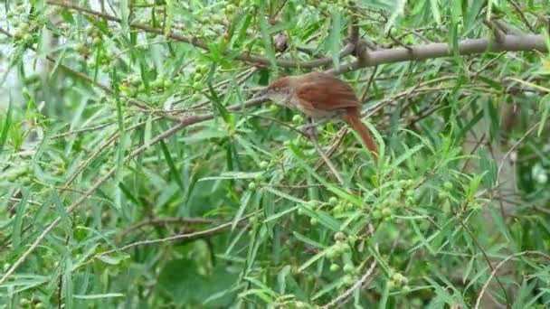 Ovenbird Tamanho Médio Freckle Breasted Thornbird Phacellodomus Striaticollis Com Cauda — Vídeo de Stock